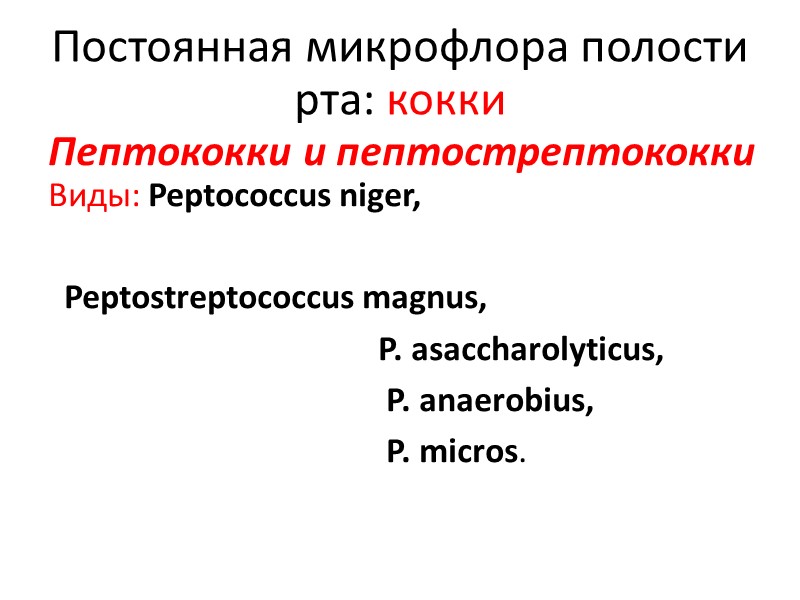 Постоянная микрофлора полости рта: кокки Пептококки и пептострептококки Виды: Peptococcus niger,   